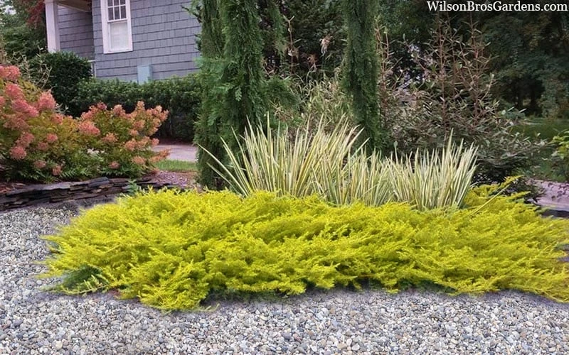 All Gold Golden Pacific Juniper - 1 Gallon Pot - Image 4