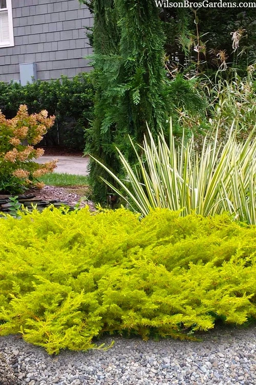 All Gold Golden Pacific Juniper - 1 Gallon Pot