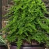 Staked Green Mound Japanese Garden Juniper - 5 Gallon Pot