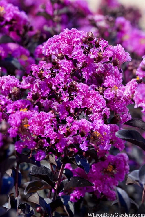 Black Diamond 'Purely Purple' Crape Myrtle Tree (Single Trunk) - 7 Gallon Pot - Image 4