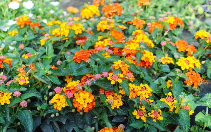 Sonset Hardy Lantana - 5 Pack Of Quart Pots - Image 8