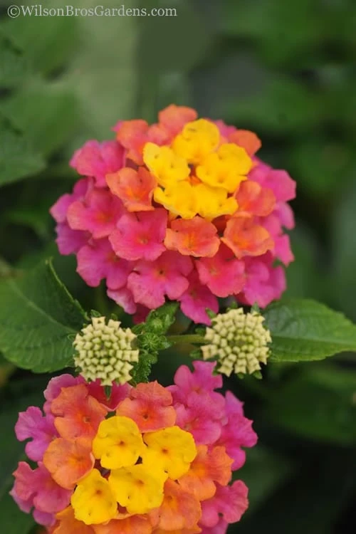 Sonset Hardy Lantana - 5 Pack Of Quart Pots - Image 6