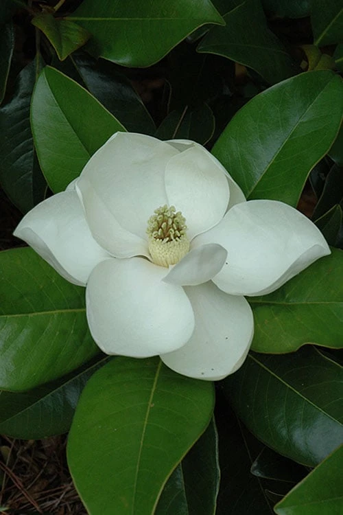 Edith Bogue Cold Hardy Evergreen Magnolia - 5 Gallon Pot - Image 6