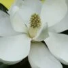 Edith Bogue Cold Hardy Evergreen Magnolia - 5 Gallon Pot