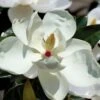 Victoria Cold Hardy Evergreen Magnolia - 7 Gallon Pot (3-4')