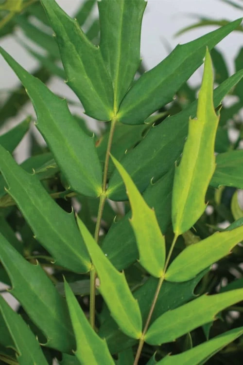 Funky Flow Mahonia - 3 Gallon Pot - Image 5