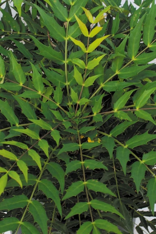 Funky Flow Mahonia - 3 Gallon Pot - Image 6