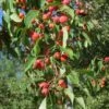American Sweet Crabapple Tree (Malus Coronaria) - 1 Gallon Pot