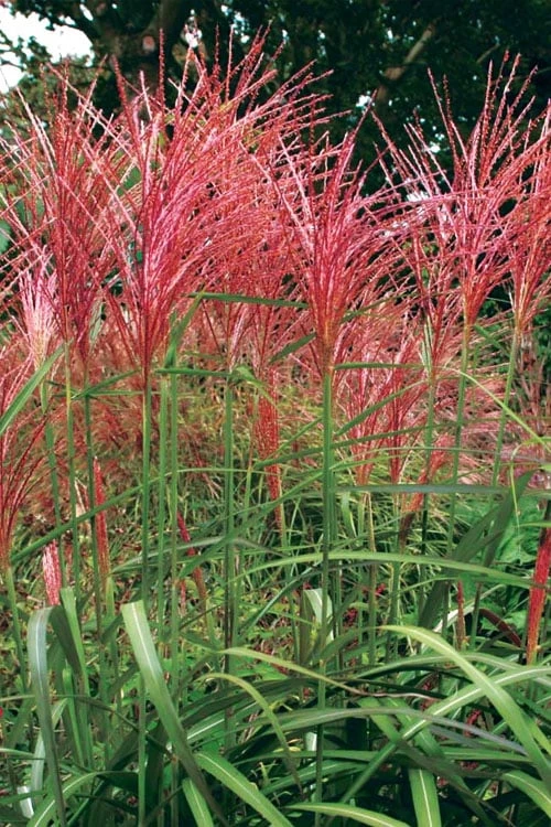 Flame Grass (Miscanthus 'Purpurascens') - 1 Gallon Pot - Image 5