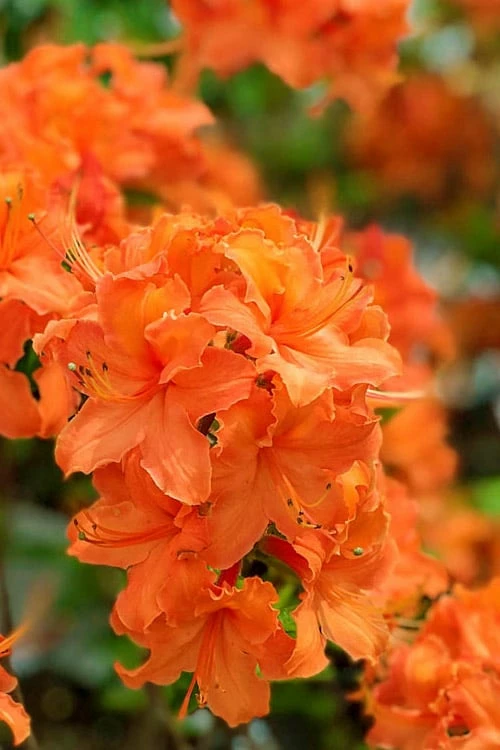 Mandarin Lights Cold Hardy Azalea (Rhododendron) - 1 Gallon Pot - Image 4