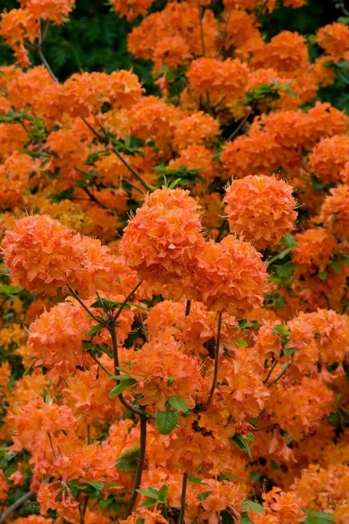 Mandarin Lights Cold Hardy Azalea (Rhododendron) - 1 Gallon Pot - Image 5