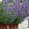 Little Trudy Catmint - 5 Pack Of Quart Pots