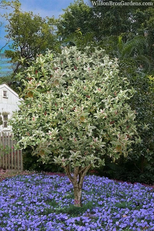 Pink Flush Variegated Tea Olive (Osmanthus Fragrans 'Yinbi Shuanghui') - 2 Gallon Pot - Image 4