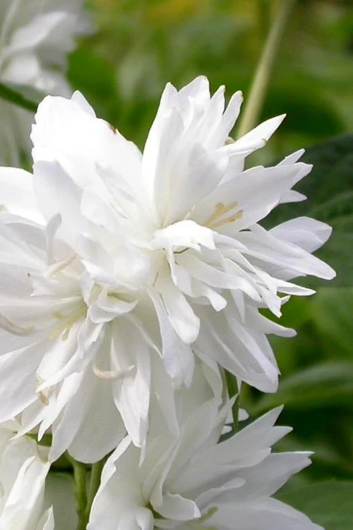 Minnesota Snowflake Mock Orange (Philadelphus) - 1 Gallon Pot - Image 5