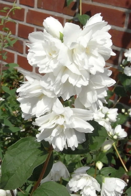 Minnesota Snowflake Mock Orange (Philadelphus) - 1 Gallon Pot - Image 4