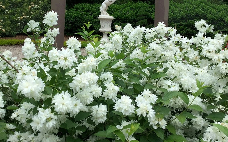 Minnesota Snowflake Mock Orange (Philadelphus) - 1 Gallon Pot - Image 6