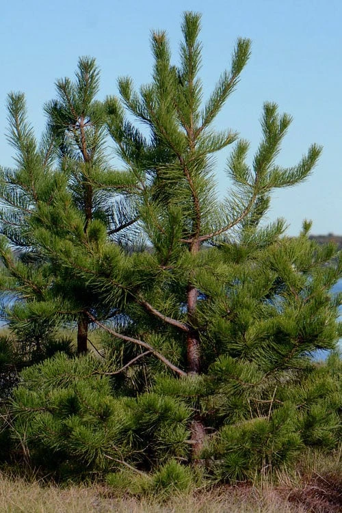 Pitch Pine Tree (Pinus Rigida) - 3 Gallon Pot - Image 3