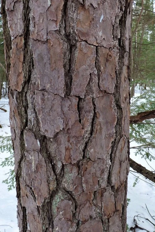 Pitch Pine Tree (Pinus Rigida) - 3 Gallon Pot - Image 5