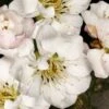 Fragrant Snow Japanese Flowering Apricot (Prunus Mume) - 2 Gallon Pot