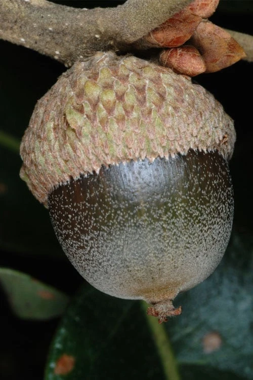 Post Oak Tree (Quercus Palustris) - 3 Gallon Pot - Image 7