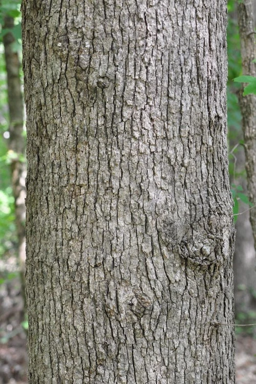 Post Oak Tree (Quercus Palustris) - 3 Gallon Pot - Image 8