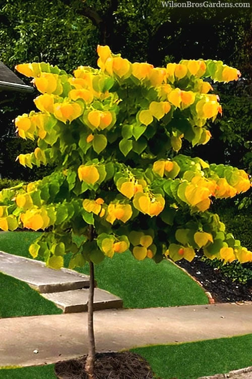 The Rising Sun Redbud Tree - 7 Gallon Pot (3-4') - Image 4