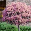 Rosalinda Indian Hawthorn Single Trunk Tree - 7 Gallon Pot (6-7')