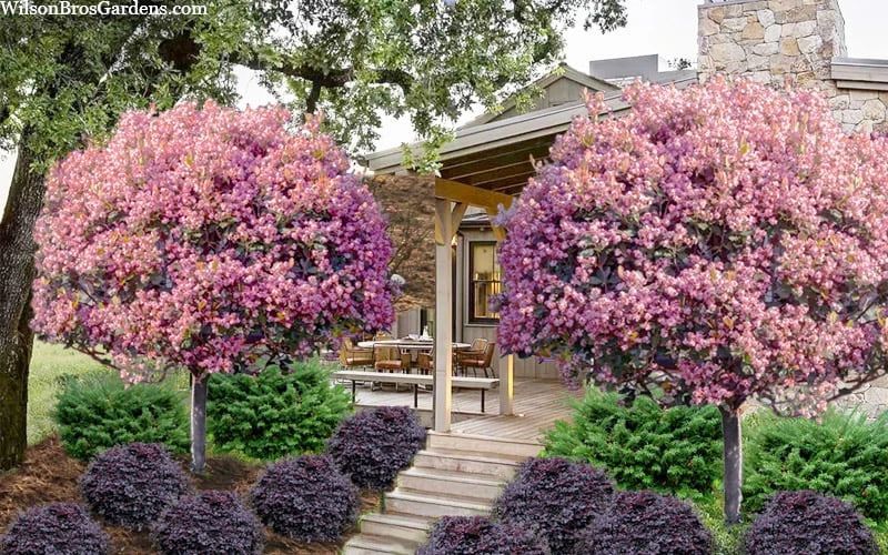 Rosalinda Indian Hawthorn Single Trunk Tree - 7 Gallon Pot (6-7') - Image 4