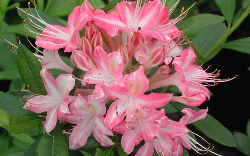 Ribbon Candy Swamp Azalea (Rhododendron Viscosum) - 3 Gallon Pot - Image 5