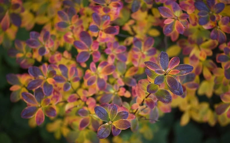 Ribbon Candy Swamp Azalea (Rhododendron Viscosum) - 3 Gallon Pot - Image 6