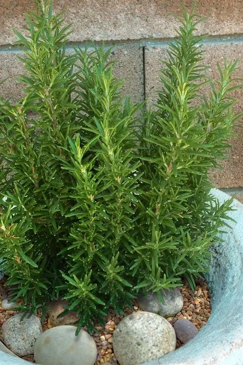 Madeline Hill Rosemary - 1 Gallon Pot - Image 6