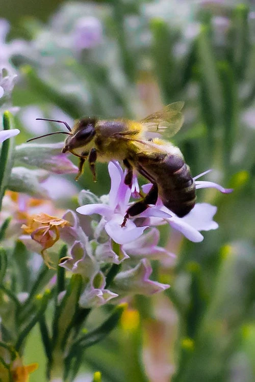 Salem Rosemary - 1 Gallon Pot - Image 5
