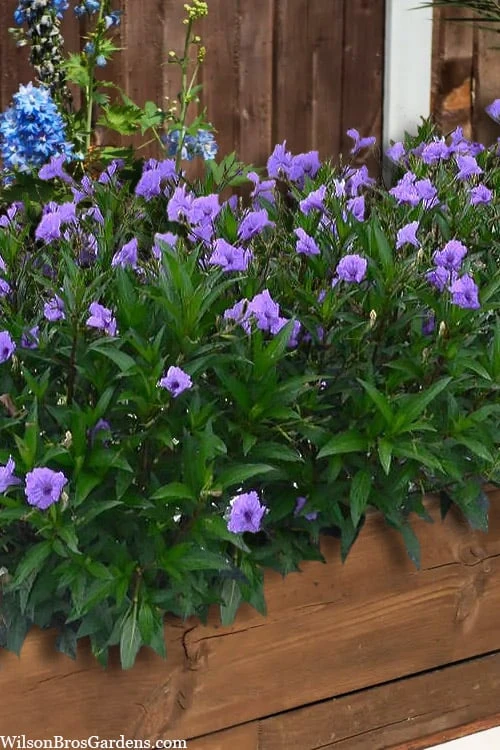 Mayan Compact Purple Mexican Petunia (Ruellia) - 5 Pack Quart Pots - Image 4