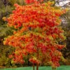 Sassafras Tree (Sassafras Albidium) - 3 Gallon Pot