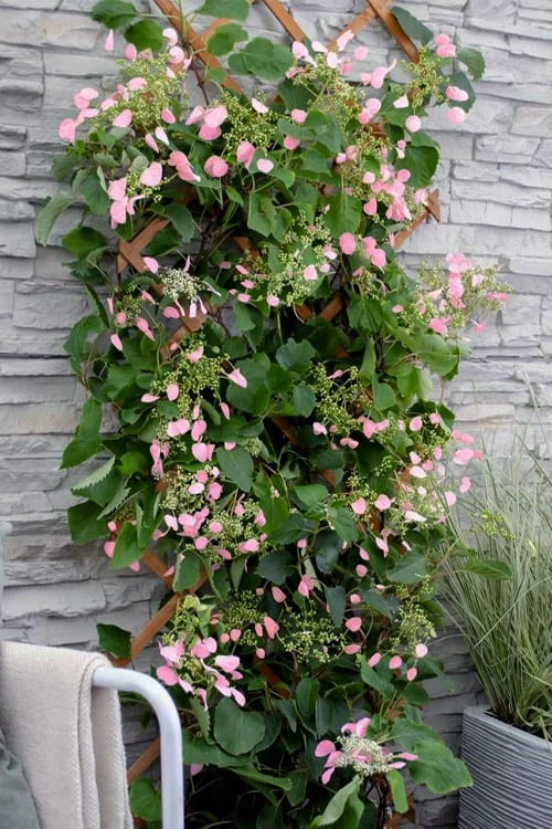 Rose Sensation Pink Climbing Hydrangea Vine - 1 Gallon Pot - Image 7