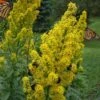 Showy Goldenrod (Solidago Speciosa) - 1 Gallon Pot