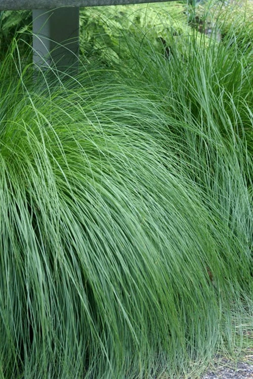 Prairie Dropseed Grass (Sporobolis Heterolepis) - 6 Pack Of 1 Gallon Pots - Image 6