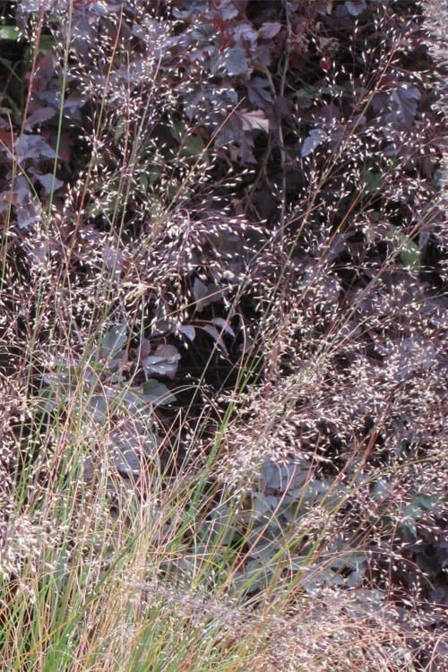 Prairie Dropseed Grass (Sporobolis Heterolepis) - 6 Pack Of 1 Gallon Pots - Image 7