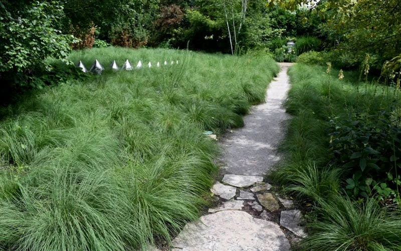 Prairie Dropseed Grass (Sporobolis Heterolepis) - 6 Pack Of 1 Gallon Pots - Image 5