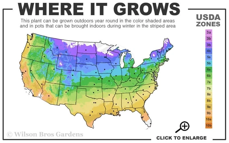 Chelsea Clematis - 1 Gallon Pot - Image 3