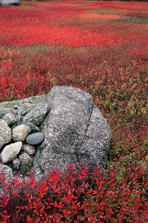 Wild Lowbush Blueberry Plant - 1 Gallon - Image 7