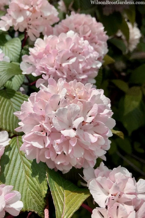 Kern's Pink Snowball Viburnum Bush - 3 Gallon Pot - Image 5