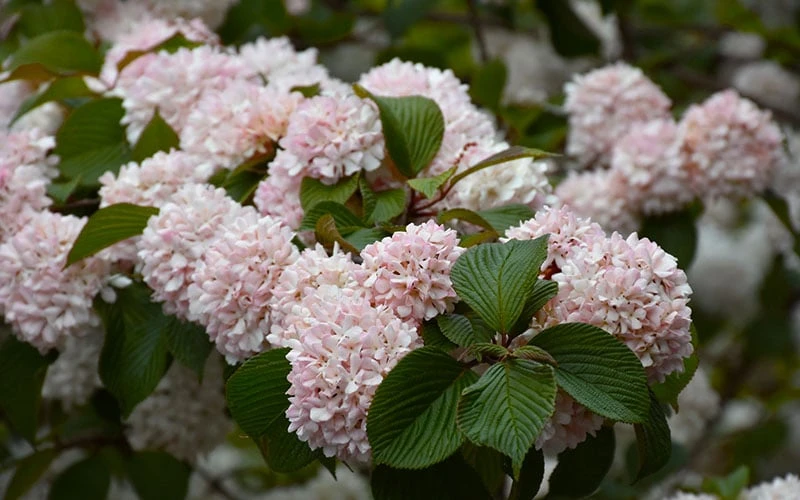 Kern's Pink Snowball Viburnum Bush - 3 Gallon Pot - Image 6
