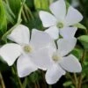 White Evergreen Periwinkle (Vinca Minor 'Alba') - 5 Pack Of Pint Pots